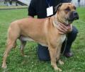 Dogue majorquin